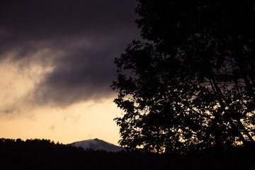 tree in a dark sunset