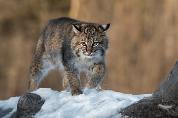 Fototapeta na wymiar Bobcat (Lynx rufus) Kicks Up Snow on Log Winter