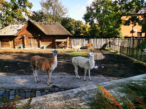 Llamas in the zoo walk in a enclosure