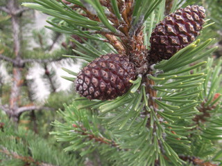 Tannenzapfen im Wald