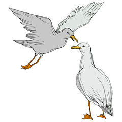 Obraz premium Vector Sky bird seagull in a wildlife isolated. Black and white engraved ink art. Isolated seagull illustration element.