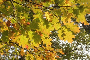 a branch with a lot of yellow oak leaves shining bright in the autumn sunshine
