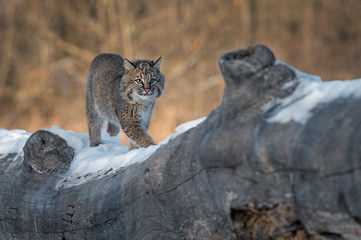 Bobcat (Lynx rufus) Walks Along Log Winter © hkuchera