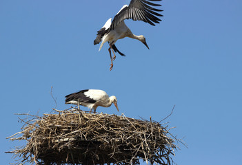 A pair of white storks in the nest.
