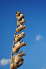 Hyoscyamus niger, henbane, black henbane or stinking nightshade dry brown on blue sky with small clouds background