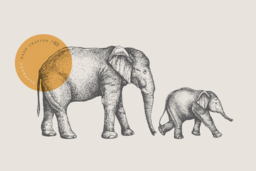 Big African elephant and small baby elephant, drawn by graphic lines on a light background. Animals of Africa and Asia. Natural objects. Old engravings. Vector illustration.