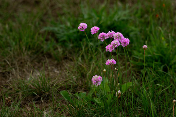 Fototapeta premium Small, colorful flowers in the grass.