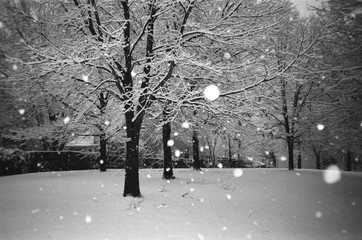 snowy trees