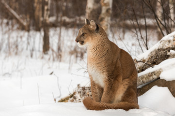 Adult Female Cougar (Puma concolor) Sits Profile in Snow Winter