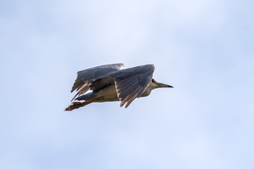 Wildlife found around the Ventura ponds.