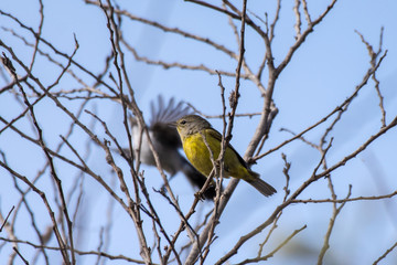 Wildlife found around the Ventura ponds.