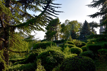 Landscaping of the park. Green trees, shrubs that are given a certain shape. Great work by gardeners.
