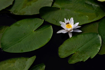 Water flower white water lily in the pond.