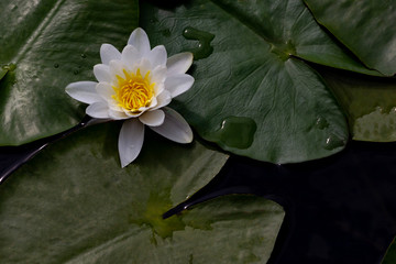 Water flower white water lily in the pond.