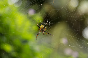 spider