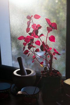 Kitchen Window Still Life