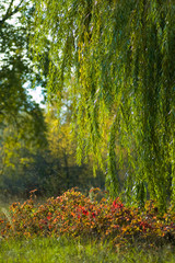 Green willow branches against the background of the autumn landscape. Willow tree in autumn