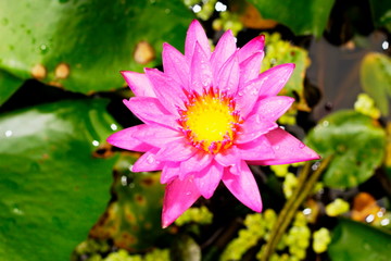 Lotus Flower