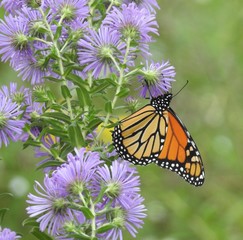 butterfly on flower