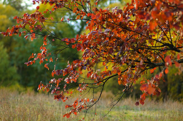Deciduous tree in autumn. Beautiful autumn tree. Red leaves of a tree in autumn