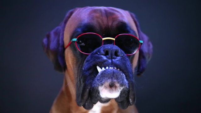 Close up portrait of boxer dog wearing sunglasses.