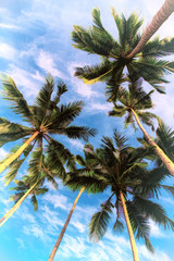Fototapeta na wymiar Green palm leaf on blue sky background. Vertical tropic nature digital illustration. Tropical island travel creative banner template