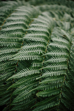 A Close-up of Fern Leaves Looking the Same