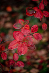 Fototapeta na wymiar Nice yellow orange red leaves nature background abstract macro close up autumn