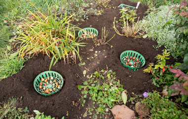 Planting tulip bulbs in plastic baskets for bulbs in the fall in the flower garden.