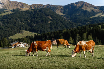 Fototapeta na wymiar herd of cow grazing on green field with fresh grass under blue peaceful sky in Dolomites