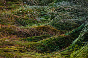 Autumn flowers and grasses. Dry autumn plants