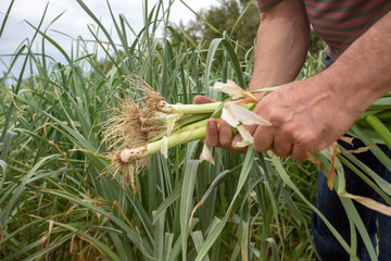 Fresh leek field