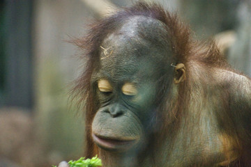 BORNEAN ORANGUTAN Baby. Young PONGO PYGMAEUS PYGMAEUS infant monkey. Playing, eating, foraging without parent. Isolated baby monkey. Small colorful orangutan portrait face shot. Up close isolated