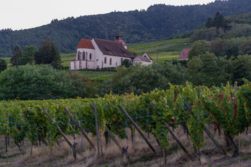 Fototapeta na wymiar Wine route, France - 09 19 2019: On the road at sunset. Panoramic view of vineyards