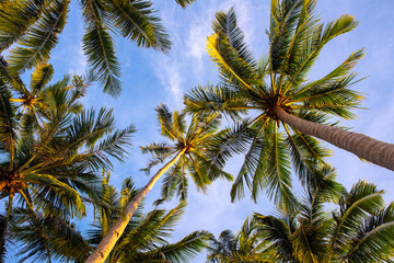 Fototapeta na wymiar Coco palm tree branch on blue sky background. Coconut palm top banner template. Summer travel destination