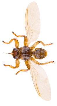 Lipoptena cervi, the deer ked or deer fly, is a species of biting fly in the family of louse flies, Hippoboscidae isolated on white background. Dorsal view of deer ked.
