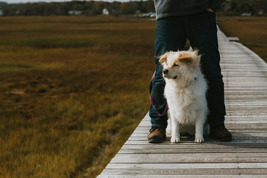 Cute dog sitting between adult male legs on boardwalk over salt marsh
