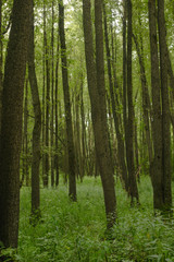 trees in the forest