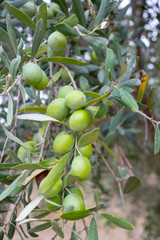 Fototapeta premium Green fresh olive tree