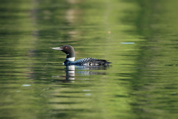 sunlit loon on calm lake