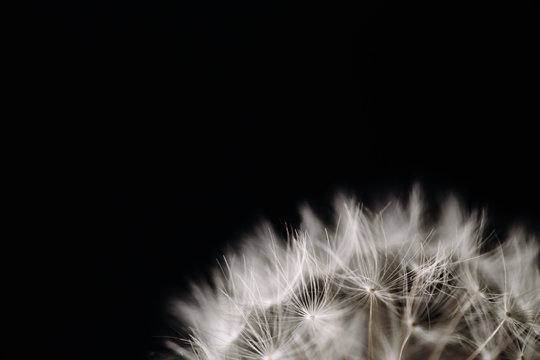 Close up view of dandelion seeds on black background