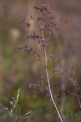 Autumn flowers and grasses. Dry autumn plants