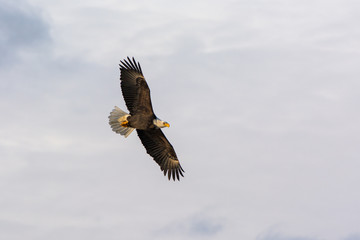 Fototapeta na wymiar Bald Eagle Turning in the Sky 