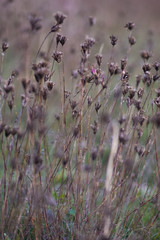 Autumn flowers and grasses. Dry autumn plants
