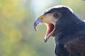 Vogel