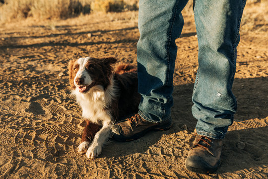 Border collie dog with rancher