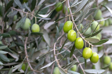 Green fresh olive tree