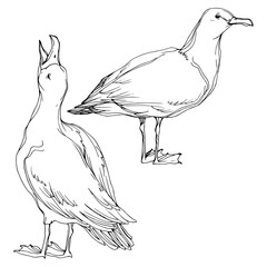 Vector Sky bird seagull in a wildlife. Black and white engraved ink art. Isolated seagull illustration element.