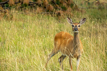 Whitetail Deer 