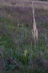 Obraz premium Autumn flowers and grasses. Dry autumn plants